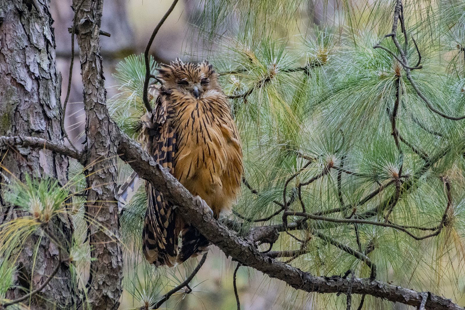Tawny fish owl (2)